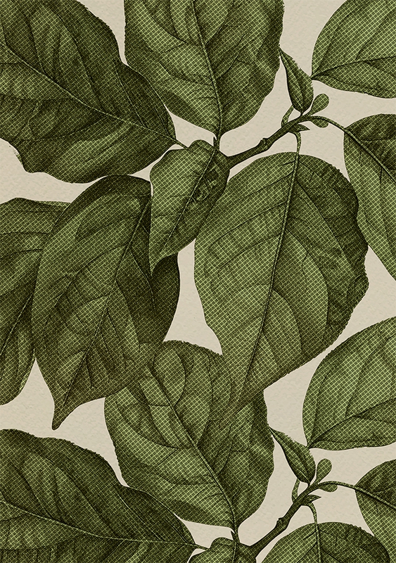 Lá, lá cây, leaves, cọ, brush, hình nền, nền, background
