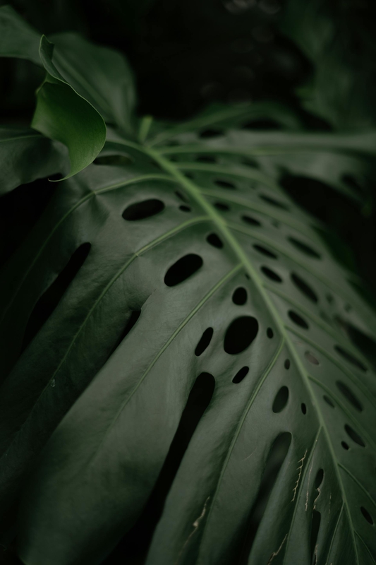 Lá cây, lá, bụi cây, tối, leaves, dark, bush- Albina White
