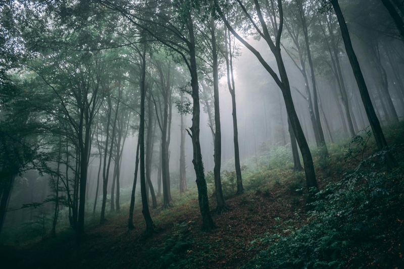 Rừng, rừng cây, cây, u ám, forest, trees, gloomy, dark- Aleksandar Dragojević