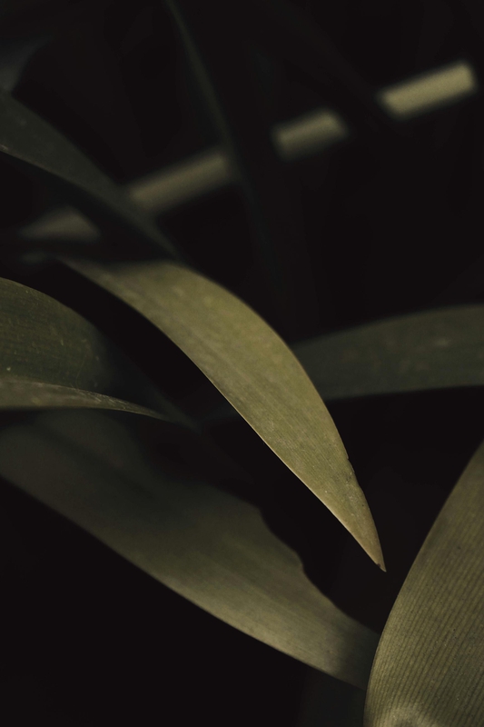 Lá cây, lá, bụi cây, tối, leaves, dark, bush- Alen J