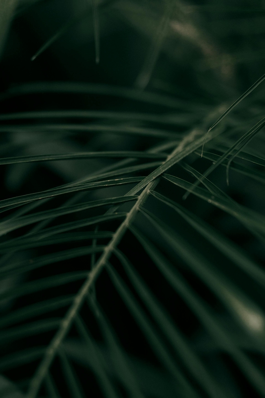 Lá cây, lá, bụi cây, tối, leaves, dark, bush- Alexander Mass