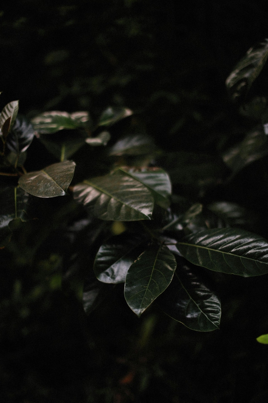 Lá cây, lá, bụi cây, tối, leaves, dark, bush- Alexey Demidov
