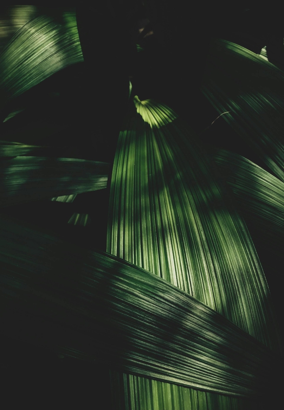 Lá cây, lá, bụi cây, tối, leaves, dark, bush- Alpz