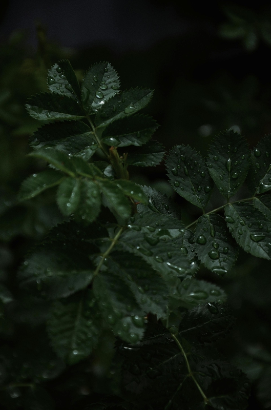 Lá cây, lá, bụi cây, tối, leaves, dark, bush- Anastasia Sineokaya