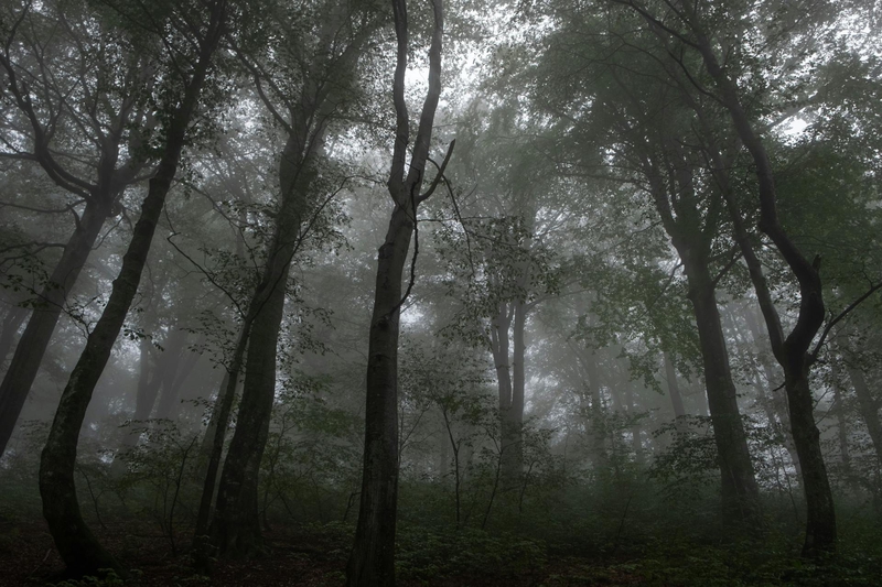 Rừng, rừng cây, cây, u ám, forest, trees, gloomy, dark- Andriy Nestruiev