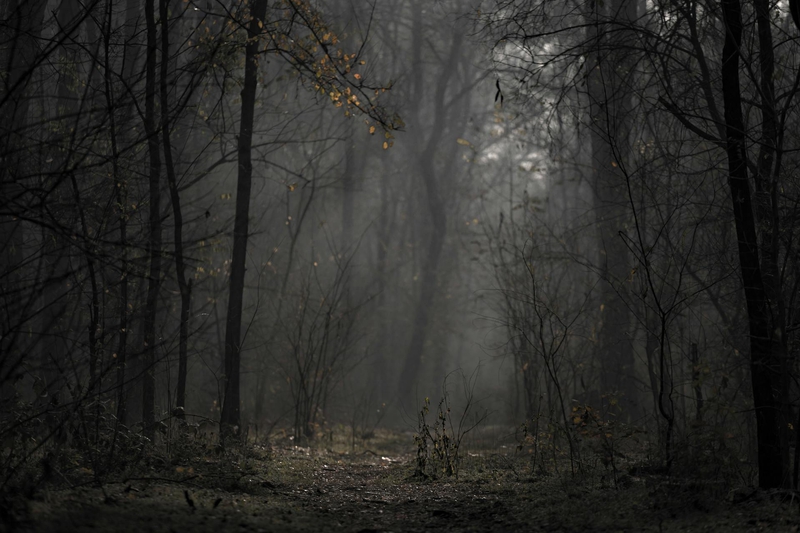 Rừng, rừng cây, cây, u ám, forest, trees, gloomy, dark- Anton Atanasov