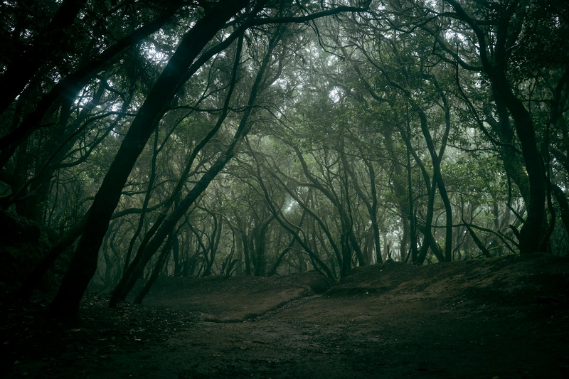 Rừng, rừng cây, cây, u ám, forest, trees, gloomy, dark- Artem Zhukov 1