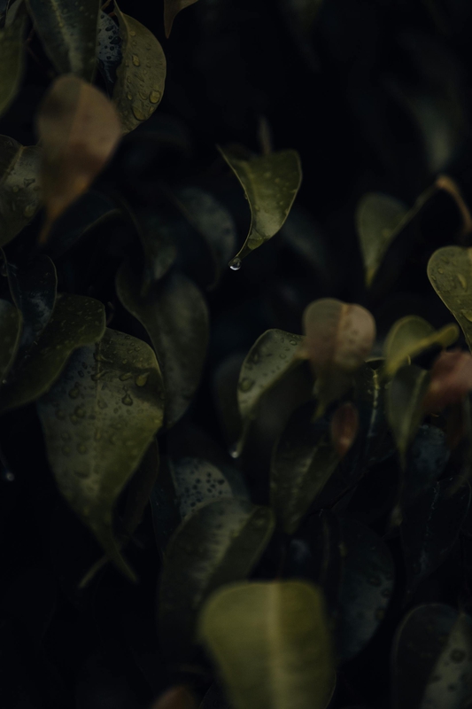Lá cây, lá, bụi cây, tối, leaves, dark, bush- Atahan Demir