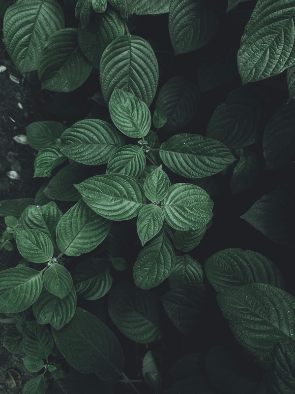 Lá cây, lá, bụi cây, tối, leaves, dark, bush- Aymam Rakib