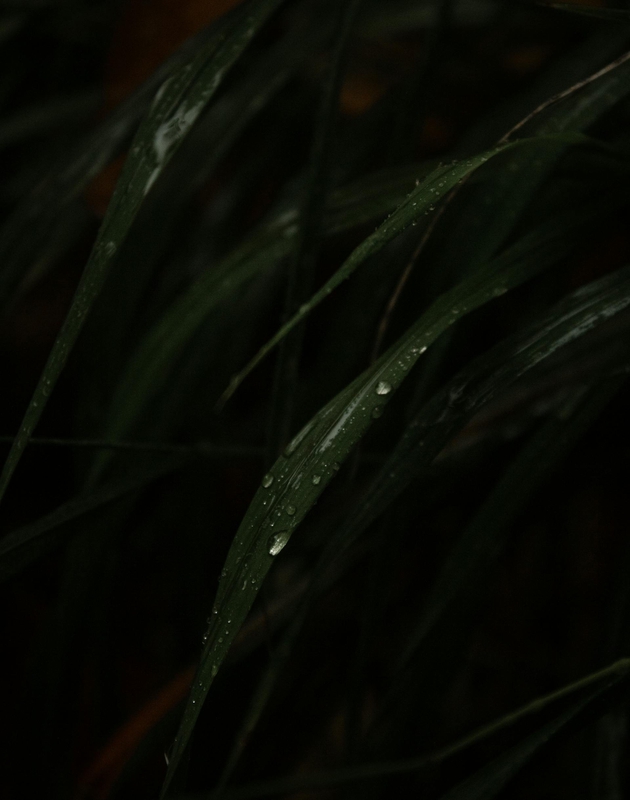 Lá cây, lá, bụi cây, tối, leaves, dark, bush- Aynur Latfullin