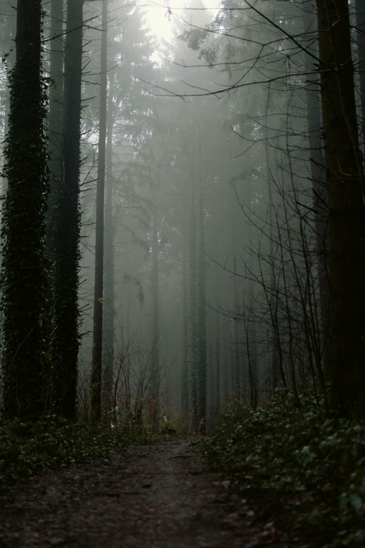 Rừng, rừng cây, cây, u ám, forest, trees, gloomy, dark- Bemo V.