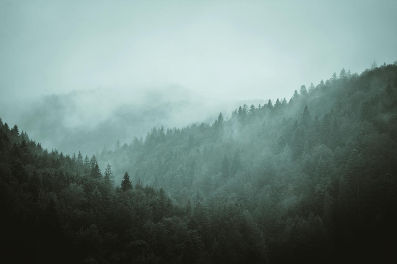 Rừng, sương mù, rừng cây, cây, u ám, forest, fog, trees, gloomy, dark-breakermaximus