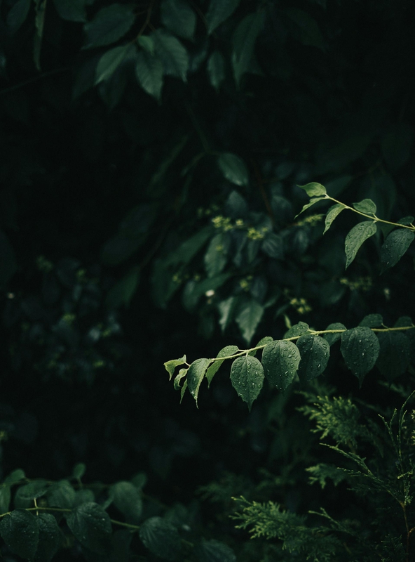 Lá cây, lá, bụi cây, tối, leaves, dark, bush- Cedé Joey