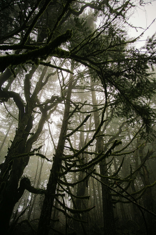 Rừng, rừng cây, cây, u ám, forest, trees, gloomy, dark- chickenbunny