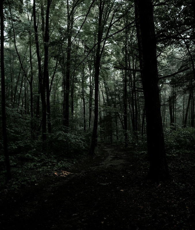 Rừng, rừng cây, cây, u ám, forest, trees, gloomy, dark- Connor McManus