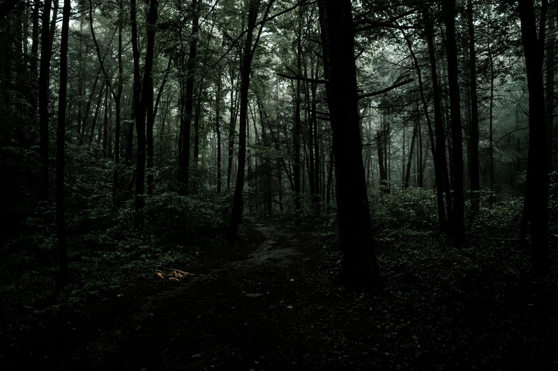 Rừng, rừng cây, cây, u ám, forest, trees, gloomy, dark- Connor McManus 1