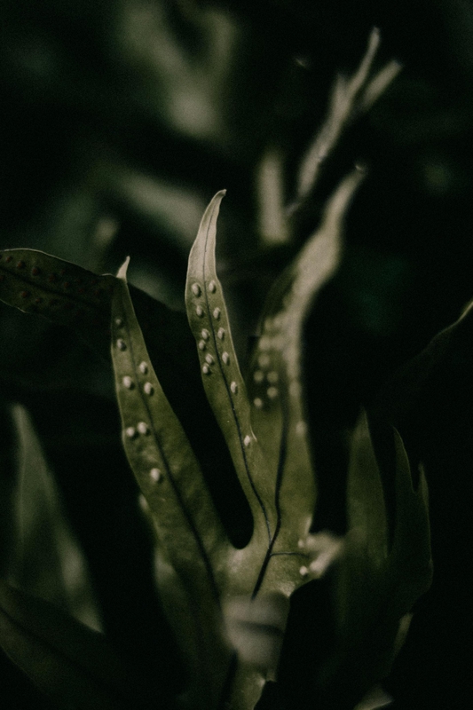 Lá cây, lá, bụi cây, tối, leaves, dark, bush-Daniel Rocha
