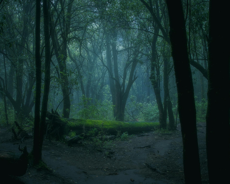 Rừng, rừng cây, cây, u ám, forest, trees, gloomy, dark- Diego Benjamín