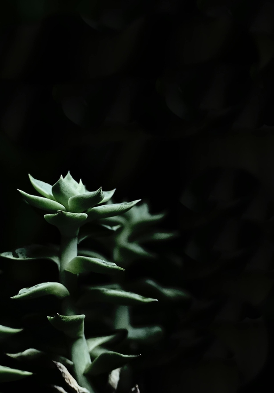 Lá cây, lá, bụi cây, tối, leaves, dark, bush-Dinu Nair