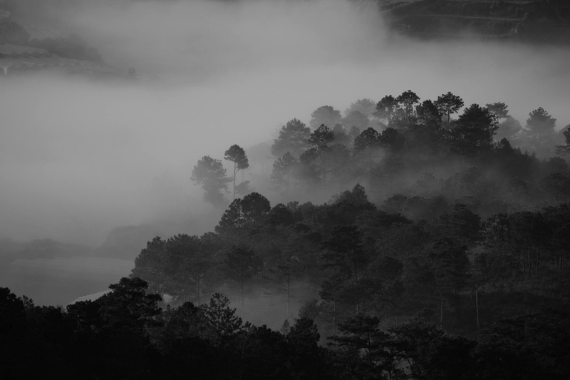 Rừng, sương mù, rừng cây, cây, u ám, forest, fog, trees, gloomy, dark-Dương Nhân