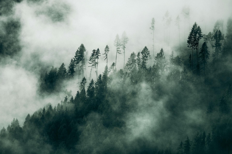 Rừng, sương mù, rừng cây, cây, u ám, forest, fog, trees, gloomy, dark-eberhard grossgasteiger 5