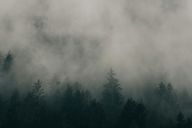 Rừng, sương mù, rừng cây, cây, u ám, forest, fog, trees, gloomy, dark-eberhard grossgasteiger 6