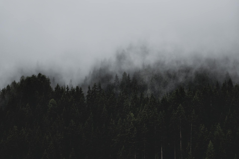 Rừng, sương mù, rừng cây, cây, u ám, forest, fog, trees, gloomy, dark-eberhard grossgasteiger