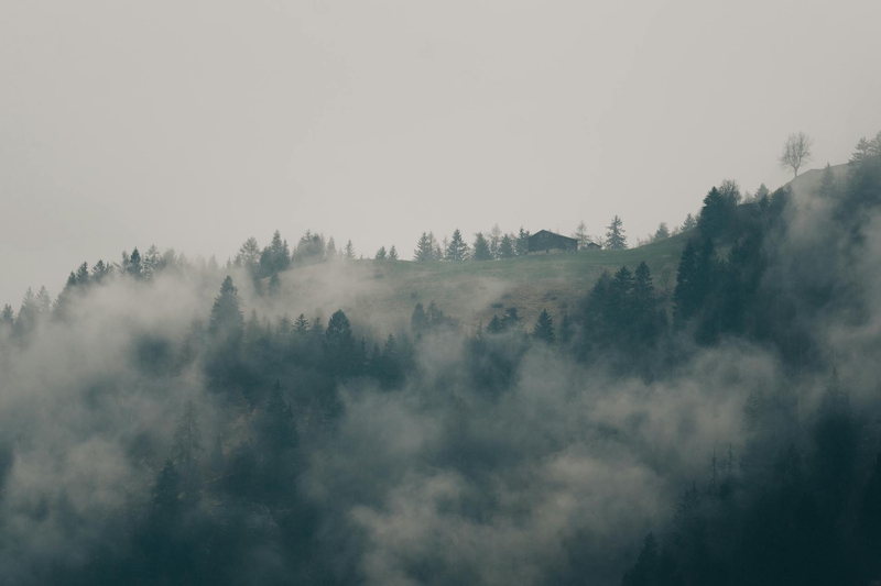 Rừng, sương mù, rừng cây, cây, u ám, forest, fog, trees, gloomy, dark-eberhard grossgasteiger 7