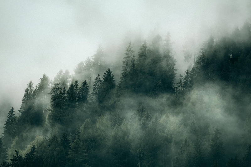 Rừng, sương mù, rừng cây, cây, u ám, forest, fog, trees, gloomy, dark-eberhard grossgasteiger 8
