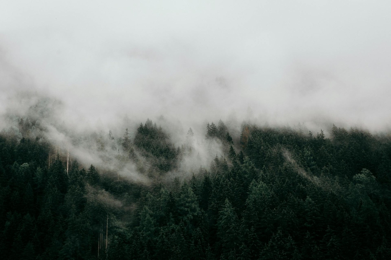 Rừng, sương mù, rừng cây, cây, u ám, forest, fog, trees, gloomy, dark-eberhard grossgasteiger 2