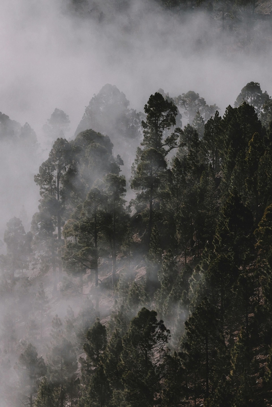 Rừng, sương mù, rừng cây, cây, u ám, forest, fog, trees, gloomy, dark-eberhard grossgasteiger 3