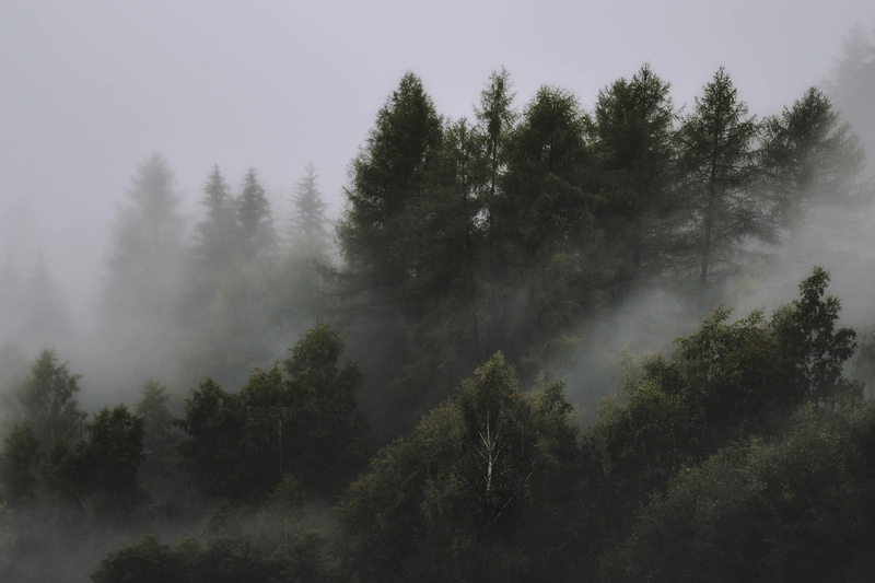 Rừng, sương mù, rừng cây, cây, u ám, forest, fog, trees, gloomy, dark-eberhard grossgasteiger 4
