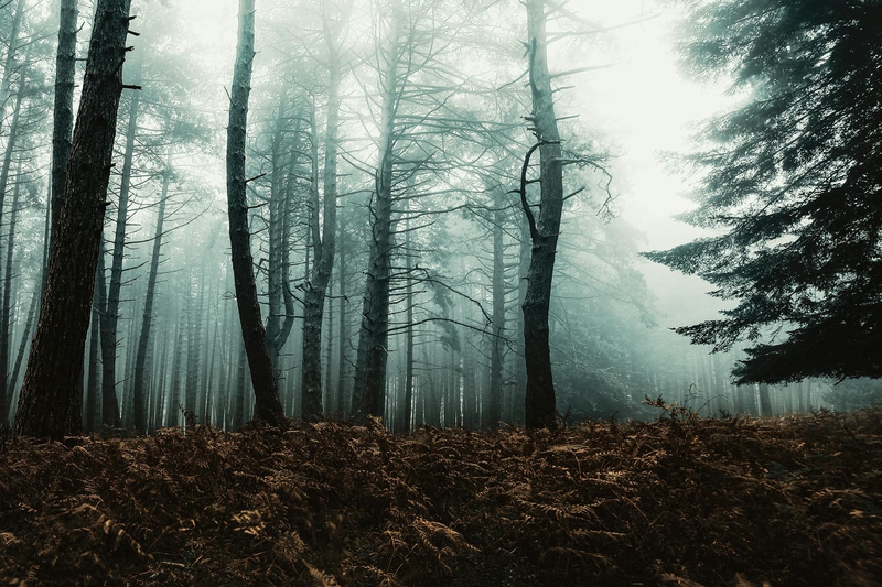 Rừng, sương mù, rừng cây, cây, u ám, forest, fog, trees, gloomy, dark-eberhard grossgasteiger 1
