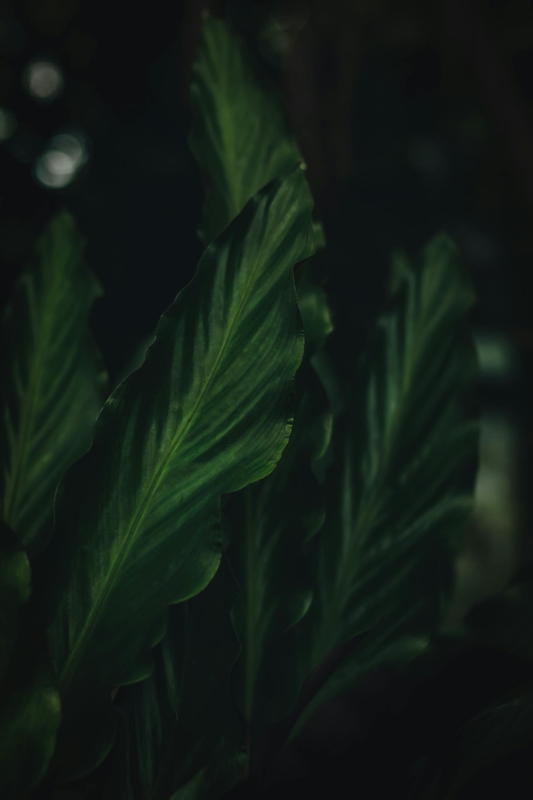 Lá cây, lá, bụi cây, tối, leaves, dark, bush-EBIN KURIAKOSE