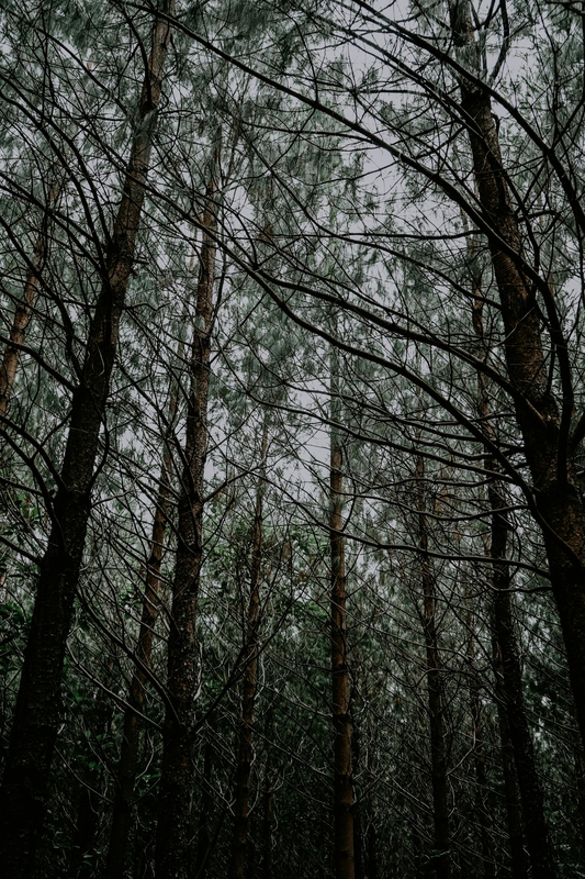 Rừng, rừng cây, cây, u ám, forest, trees, gloomy, dark-Ella