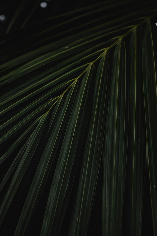 Lá cây, lá, bụi cây, tối, leaves, dark, bush-Eva Bronzini