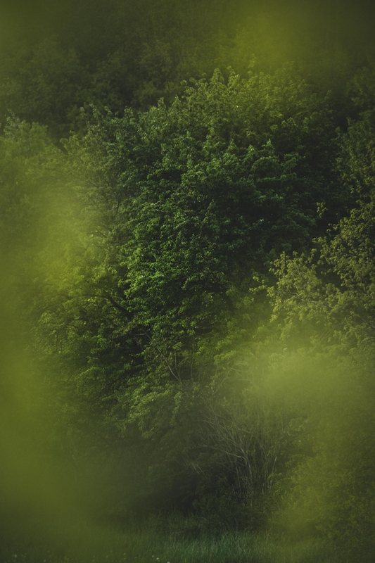 Lá cây, lá, bụi cây, tối, leaves, dark, bush-Filip Martin