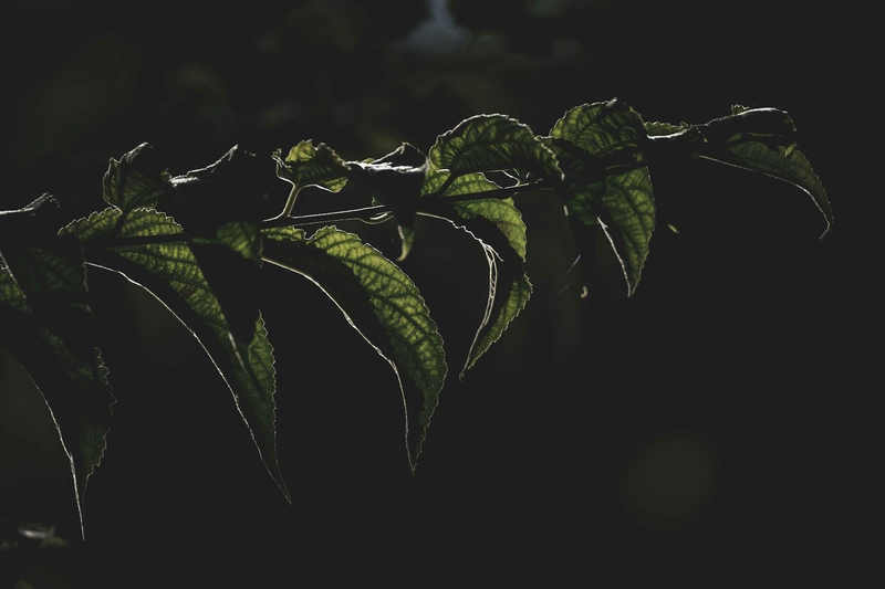 Lá cây, lá, bụi cây, tối, leaves, dark, bush- Francesco Ungaro 3