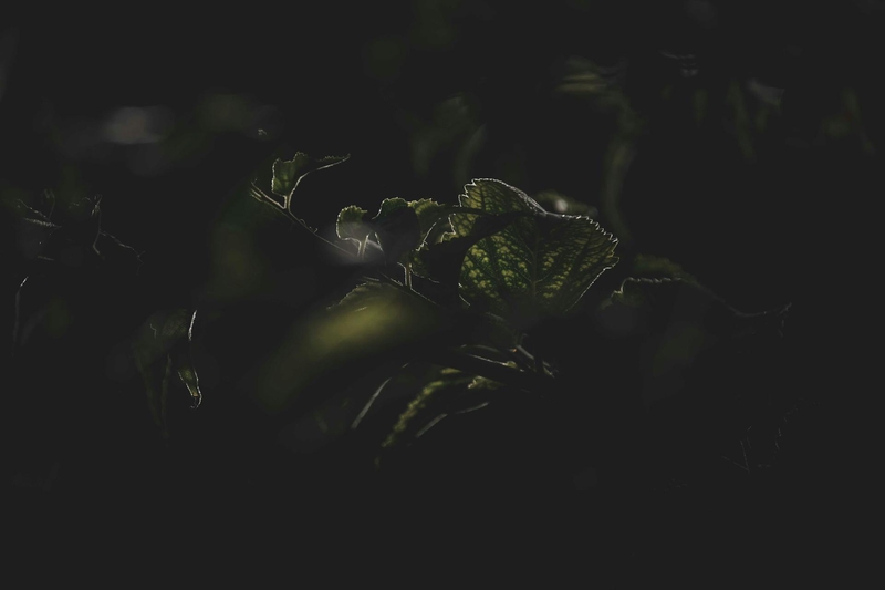 Lá cây, lá, bụi cây, tối, leaves, dark, bush- Francesco Ungaro