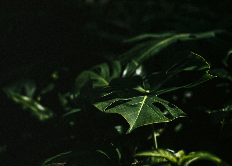 Lá cây, lá, bụi cây, tối, leaves, dark, bush- Giulia Botan