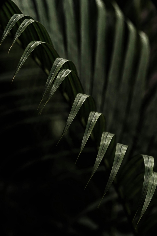 Lá cây, lá, bụi cây, tối, leaves, dark, bush- Harsh Raghavani