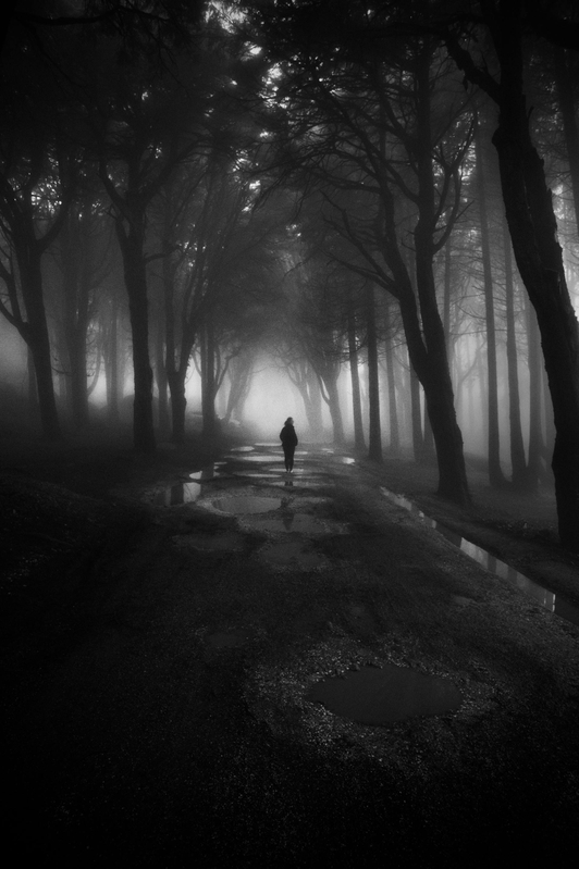 Rừng, rừng cây, cây, u ám, forest, trees, gloomy, dark-João Cabral