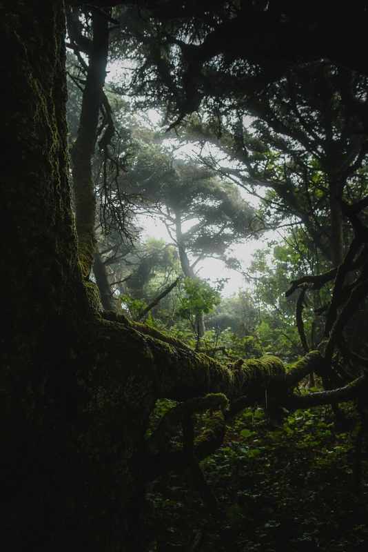 Rừng, rừng cây, cây, u ám, forest, trees, gloomy, dark-Josh Hild