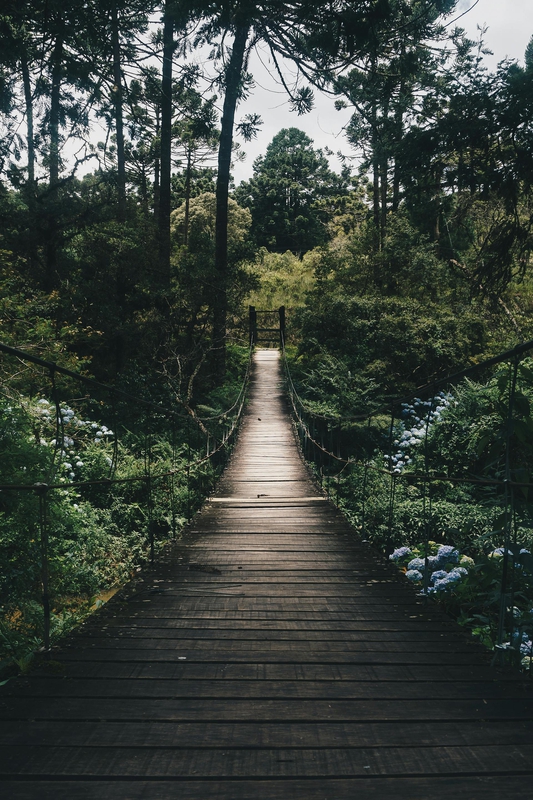 Rừng, rừng cây, cây, u ám, forest, trees, gloomy, dark-Kaique Rocha 1