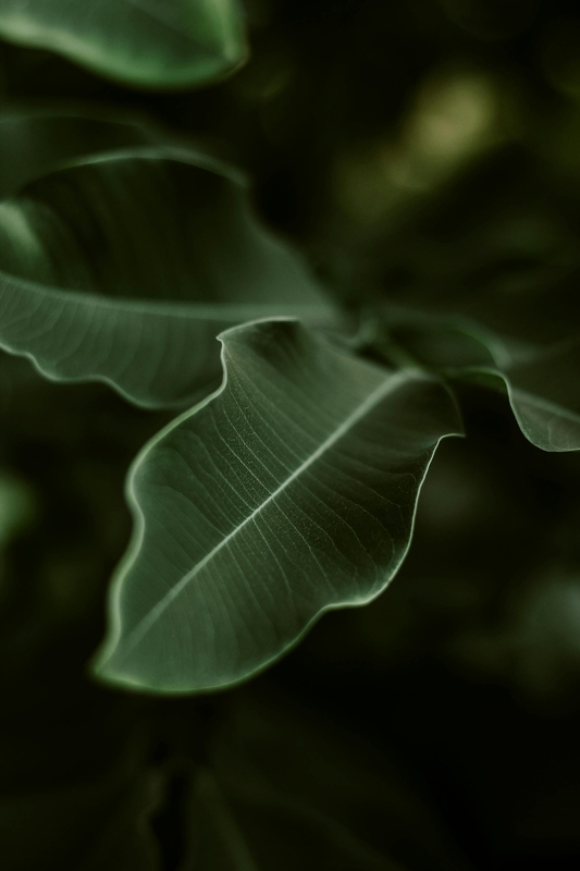 Lá cây, lá, bụi cây, tối, leaves, dark, bush- Larissa G.