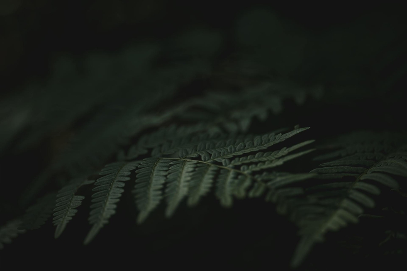 Lá cây, lá, bụi cây, tối, leaves, dark, bush- Lauri Poldre