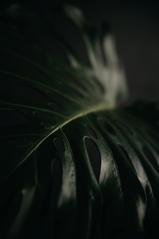 Lá cây, lá, bụi cây, tối, leaves, dark, bush- Lisett Kruusimäe 1