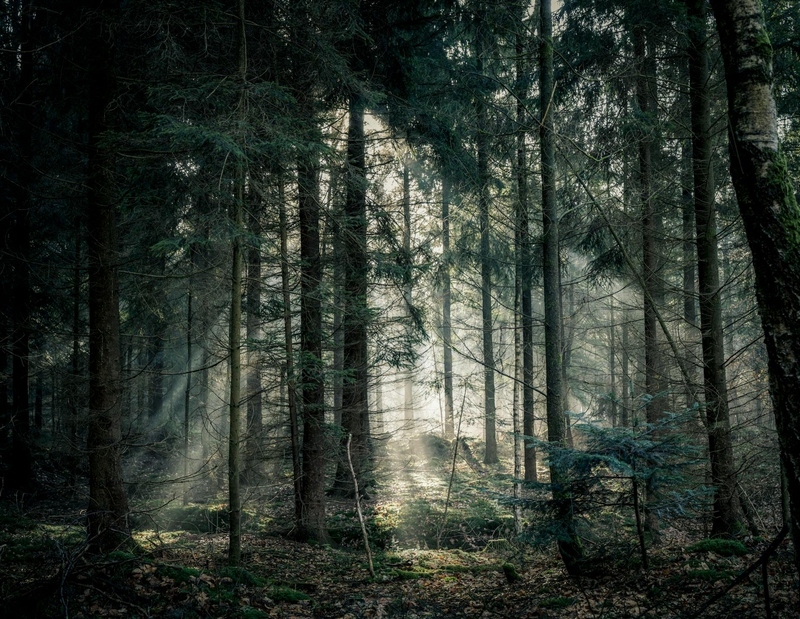 Rừng, rừng cây, cây, u ám, forest, trees, gloomy, dark-Lukas Hartmann
