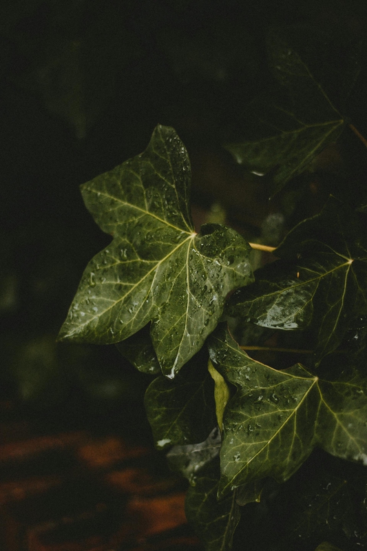Lá cây, lá, bụi cây, tối, leaves, dark, bush- Mathias Reding