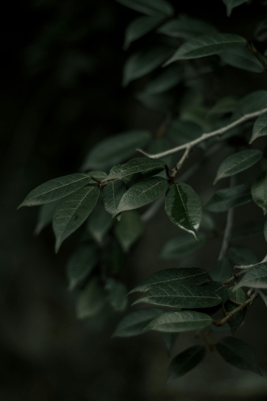 Lá cây, lá, bụi cây, tối, leaves, dark, bush- Melbin Jacob